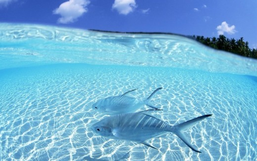 amazing under-water-animal-photos-2012-2013