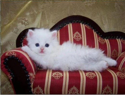 beautifil white-cat-picture