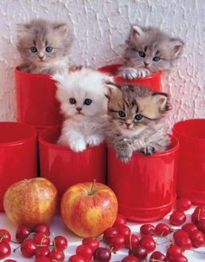 beautiful-cats-wallpapers for mobile-2013