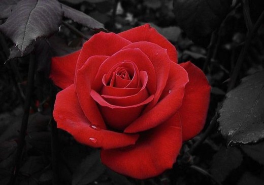 Most-Beautiful-Red-Rose-with-leaf-Photo 2013 2014