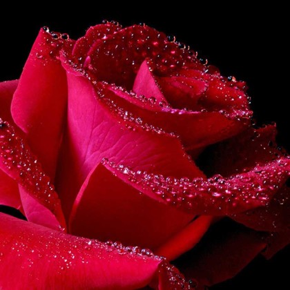 Red-Rose-with Dew Drops Rain Drop Pictire