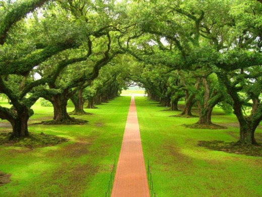 World-Best-Natural-scene-Tree-Path-green-color-picture 2013 2014