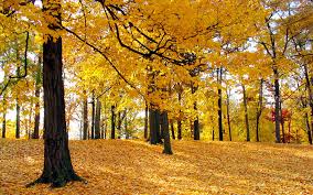 autumn-season-natural-high-resolution-desktop-backgrounds-2013-2014
