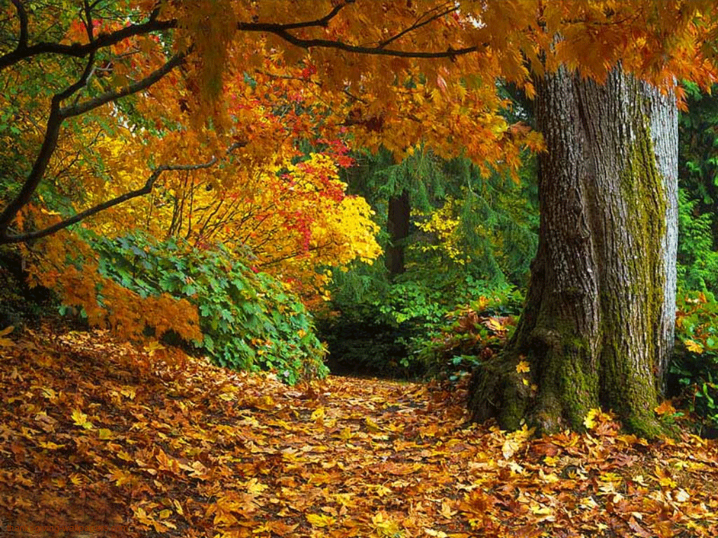 beautiful-natural-autumn-season-wallpapers-with-golden-leaves-2013-2014