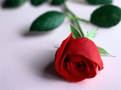 happy romantic-red-rose-wallpaper share-at-facebook-with friends